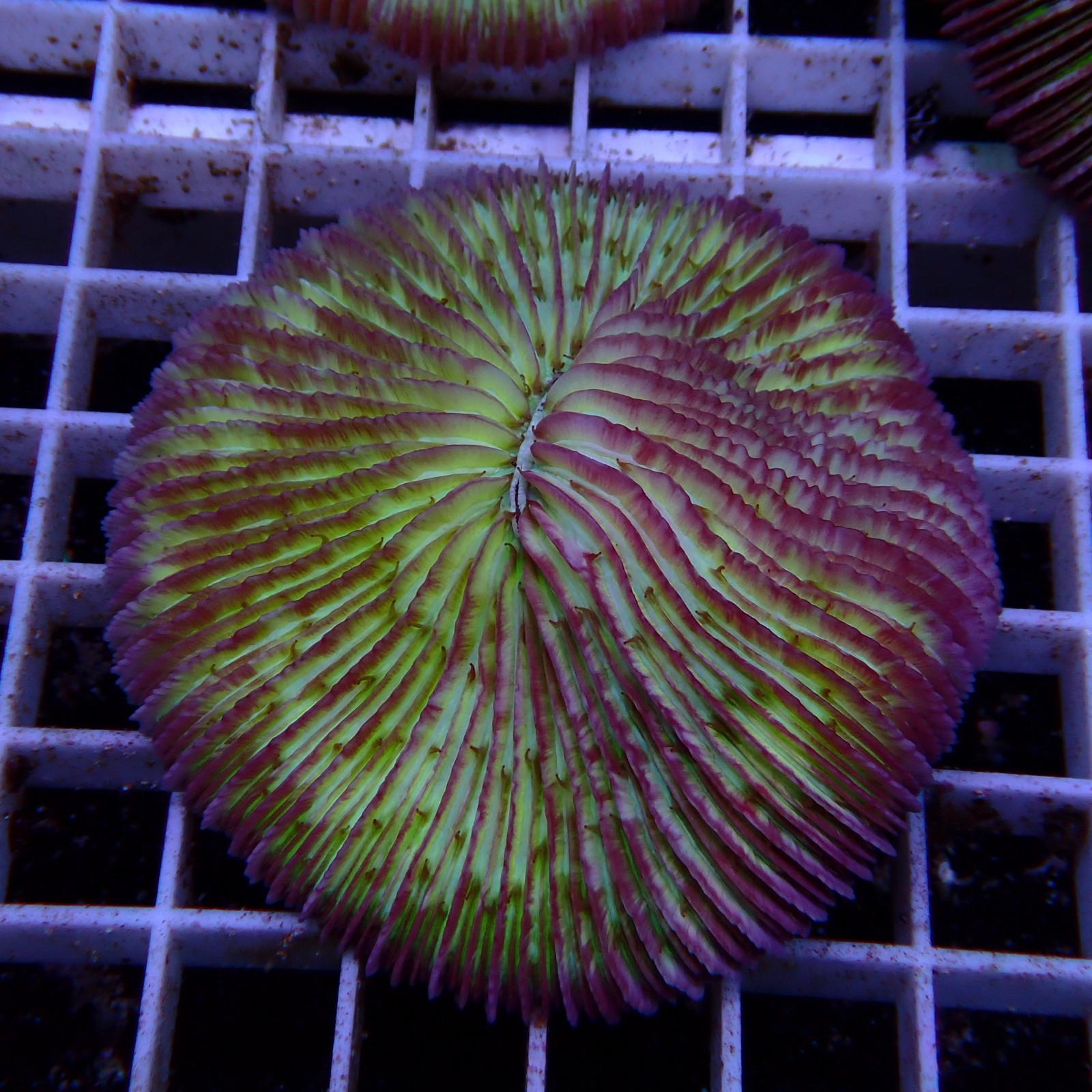 Fungia WYSIWYG