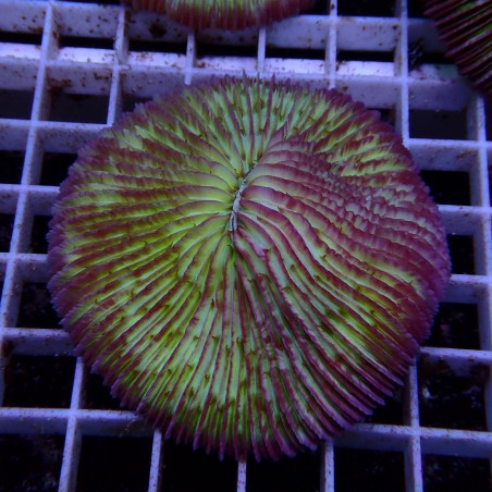 Fungia WYSIWYG