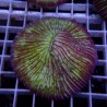 Fungia WYSIWYG