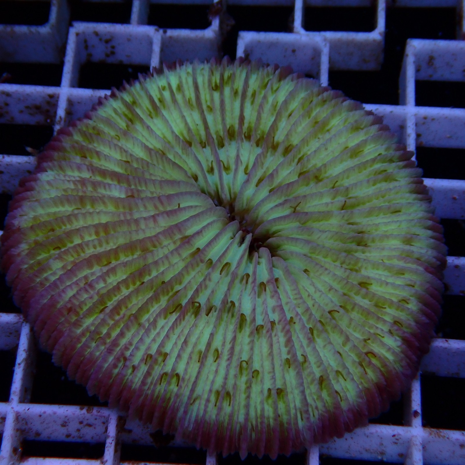 Fungia WYSIWYG