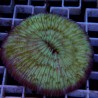 Fungia WYSIWYG