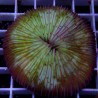 Fungia WYSIWYG