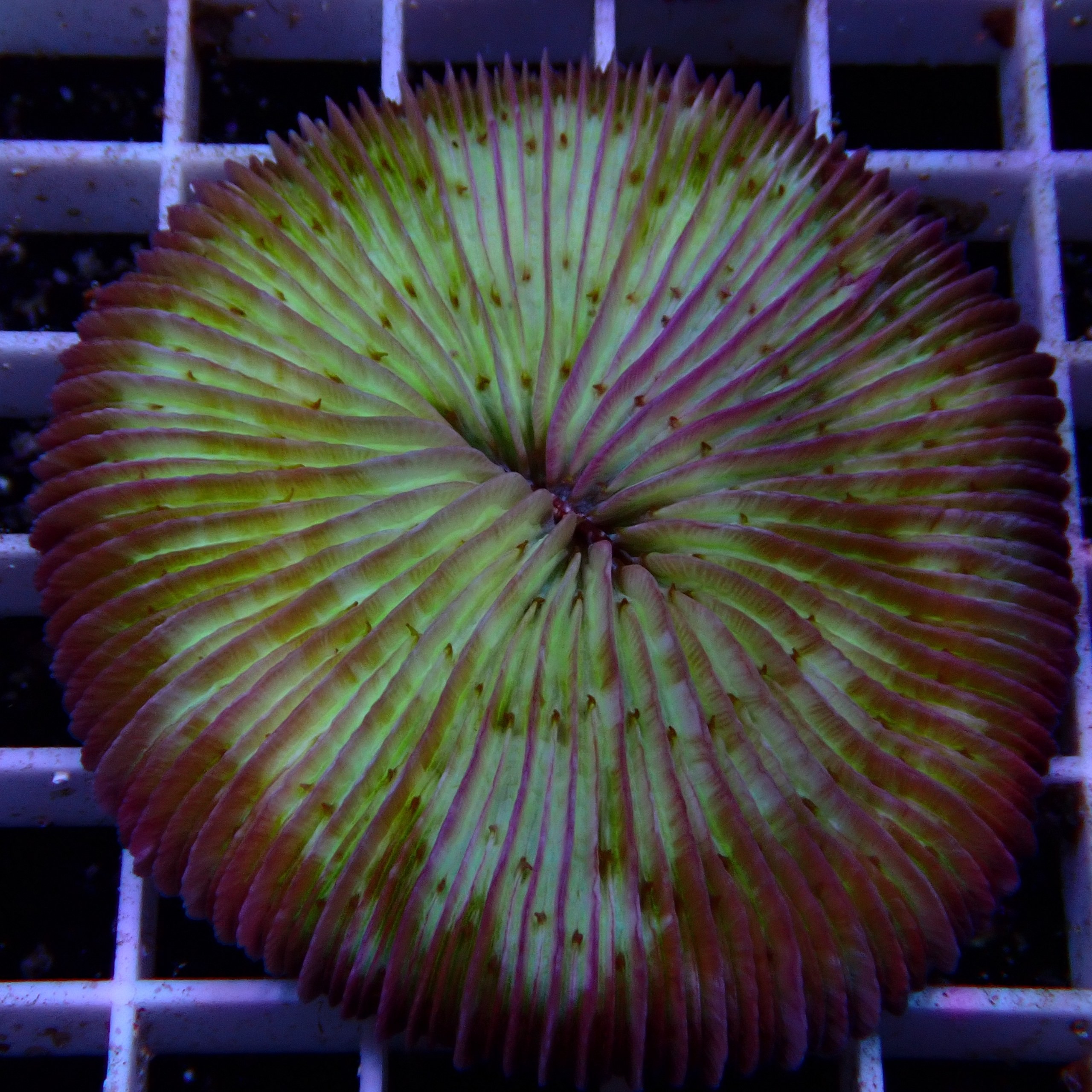 Fungia WYSIWYG