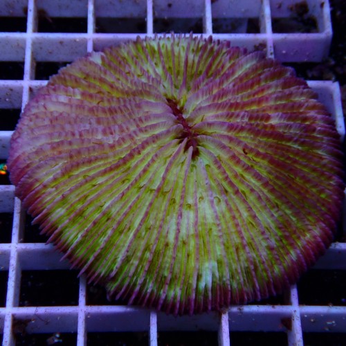 Fungia WYSIWYG