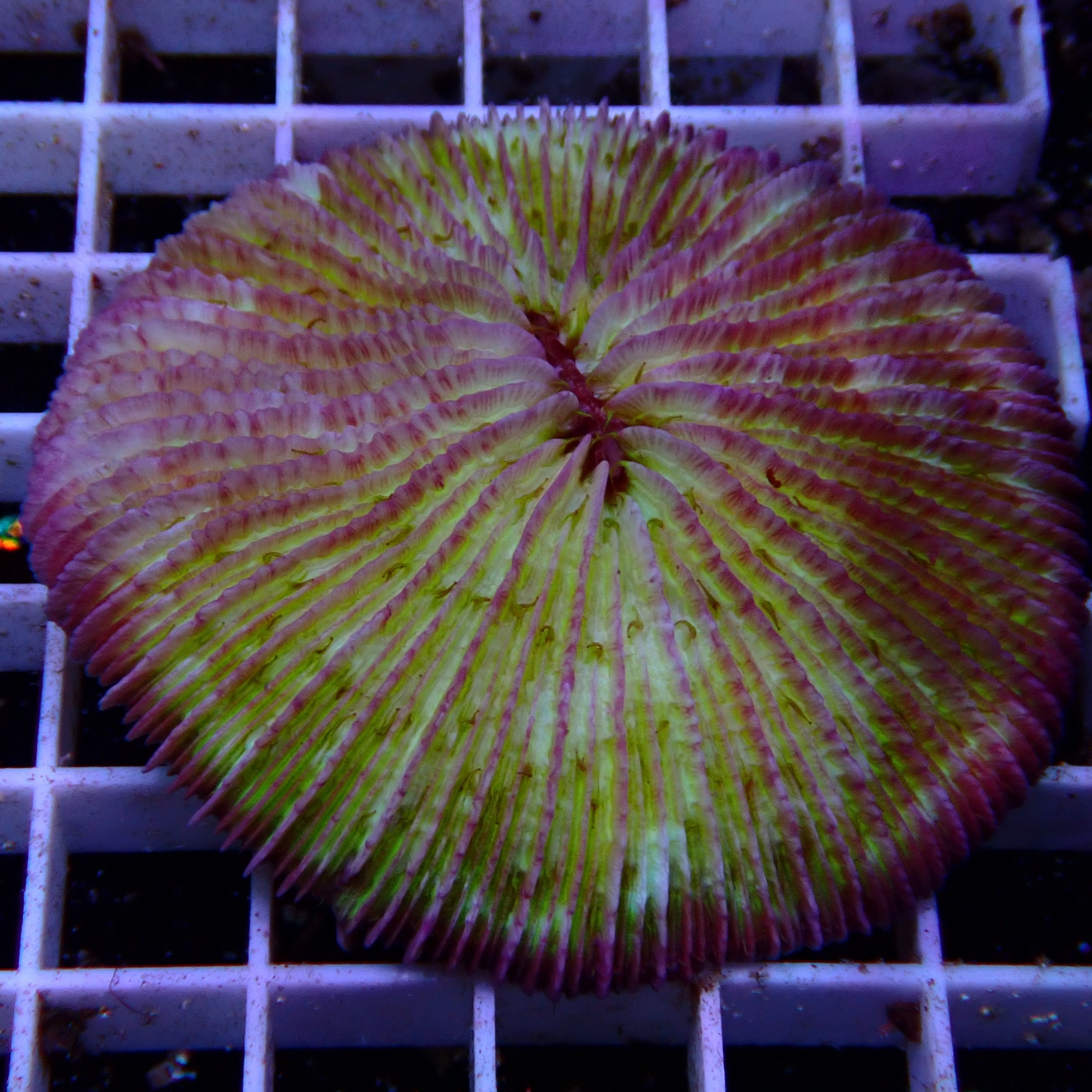 Fungia WYSIWYG