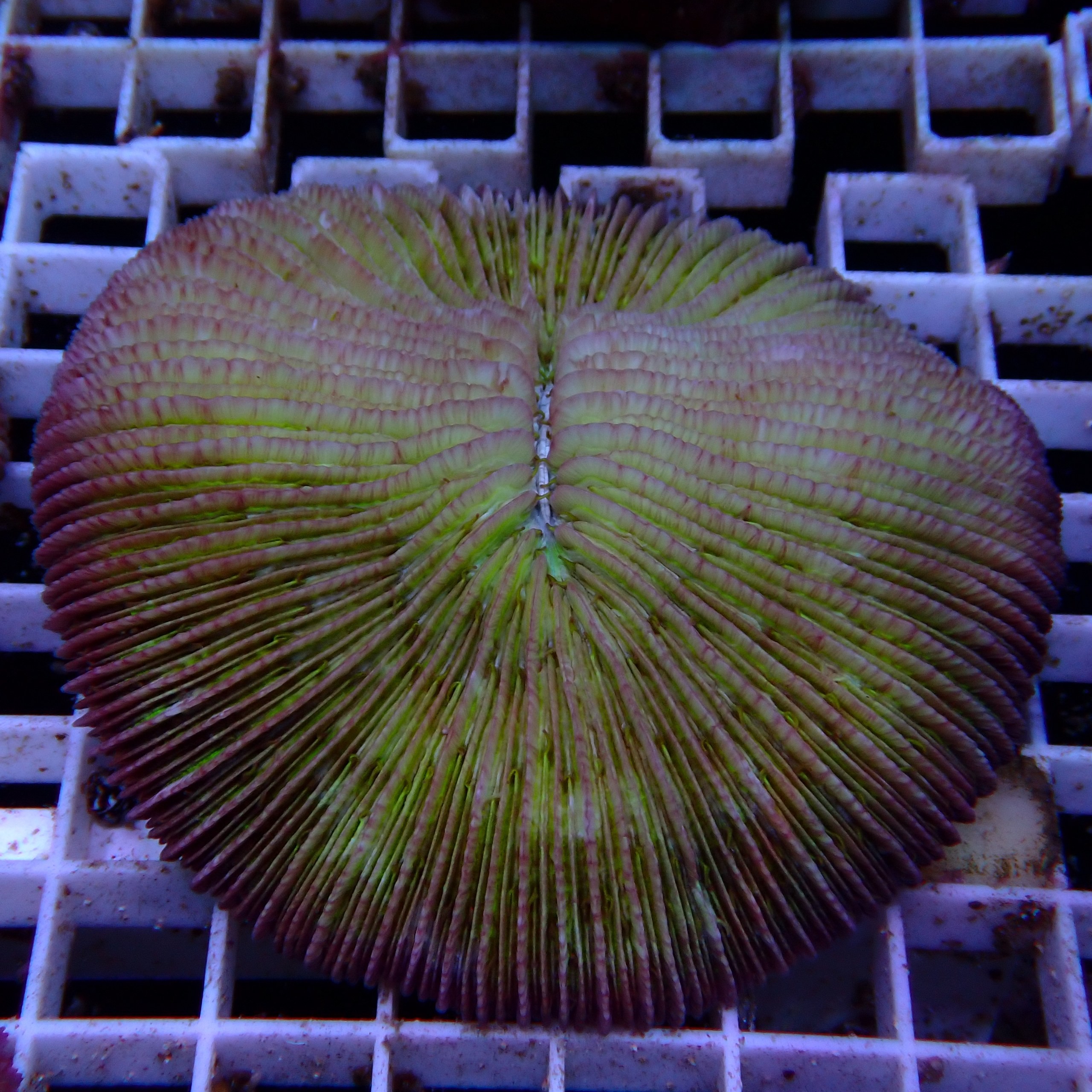 Fungia WYSIWYG