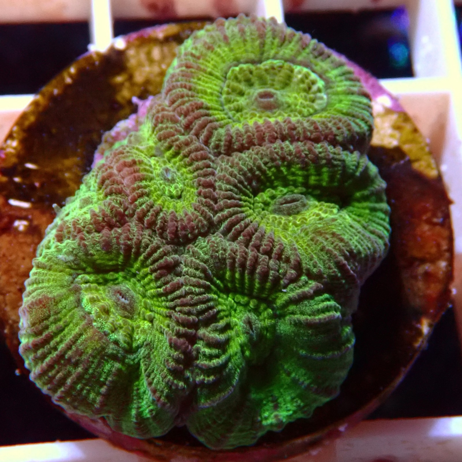 Goniastrea WYSIWYG