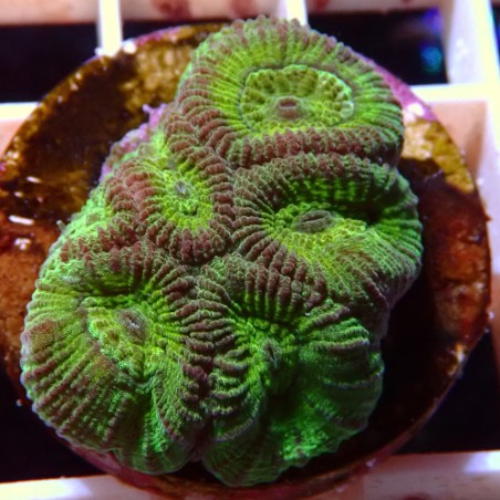 Goniastrea WYSIWYG