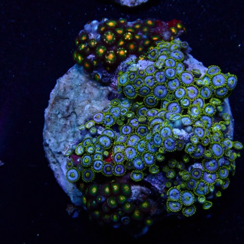 Zoanthus 01 WYSIWYG