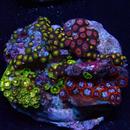 Zoanthus 02 WYSIWYG