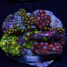 Zoanthus 02 WYSIWYG