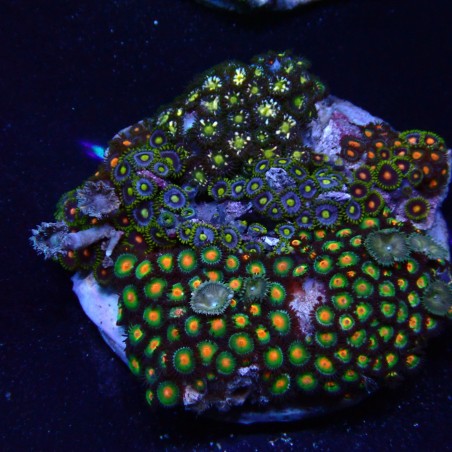 Zoanthus 03 WYSIWYG