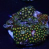 Zoanthus 03 WYSIWYG