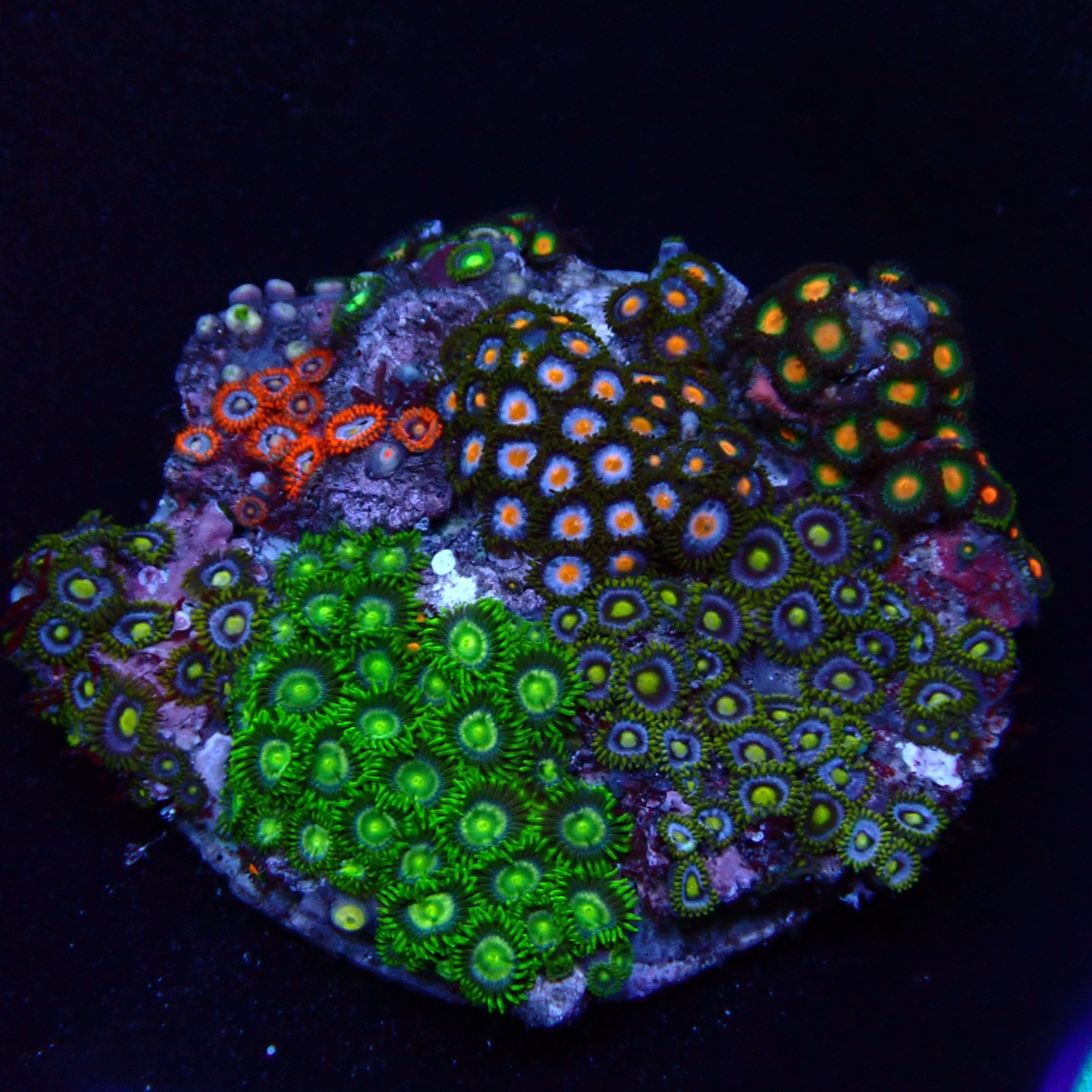 Zoanthus 04 WYSIWYG