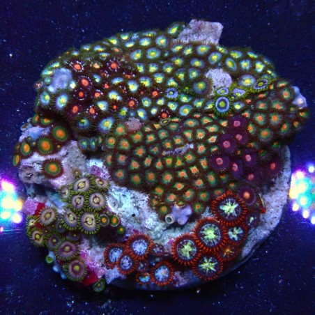 Zoanthus 05 WYSIWYG