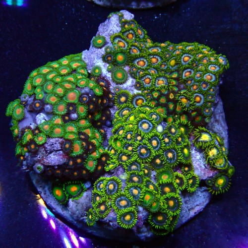 Zoanthus 06 WYSIWYG