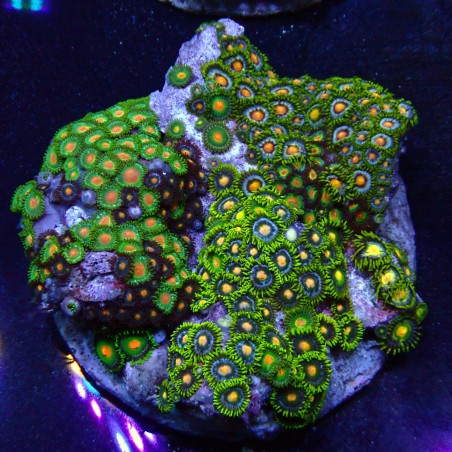 Zoanthus 06 WYSIWYG