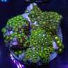 Zoanthus 06 WYSIWYG
