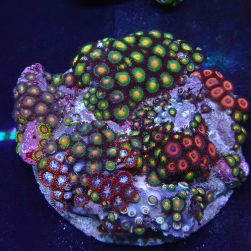 Zoanthus 07 WYSIWYG