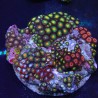 Zoanthus 07 WYSIWYG