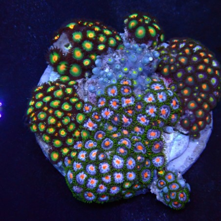 Zoanthus 08 WYSIWYG
