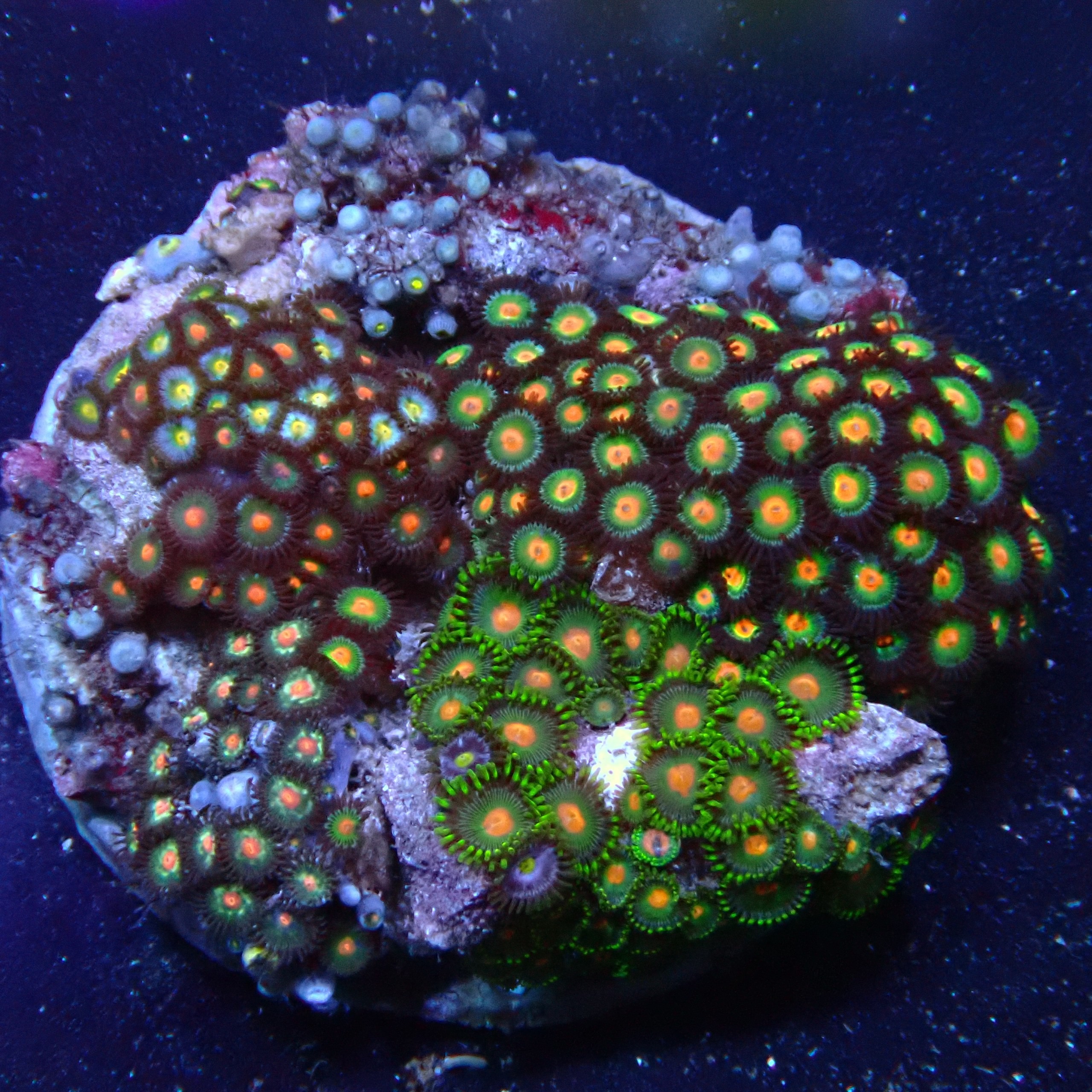 Zoanthus 09 WYSIWYG