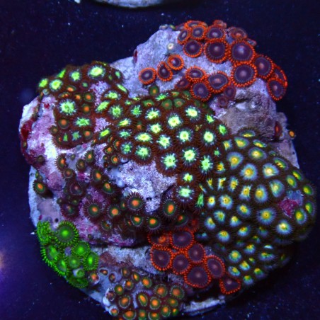 Zoanthus 10 WYSIWYG