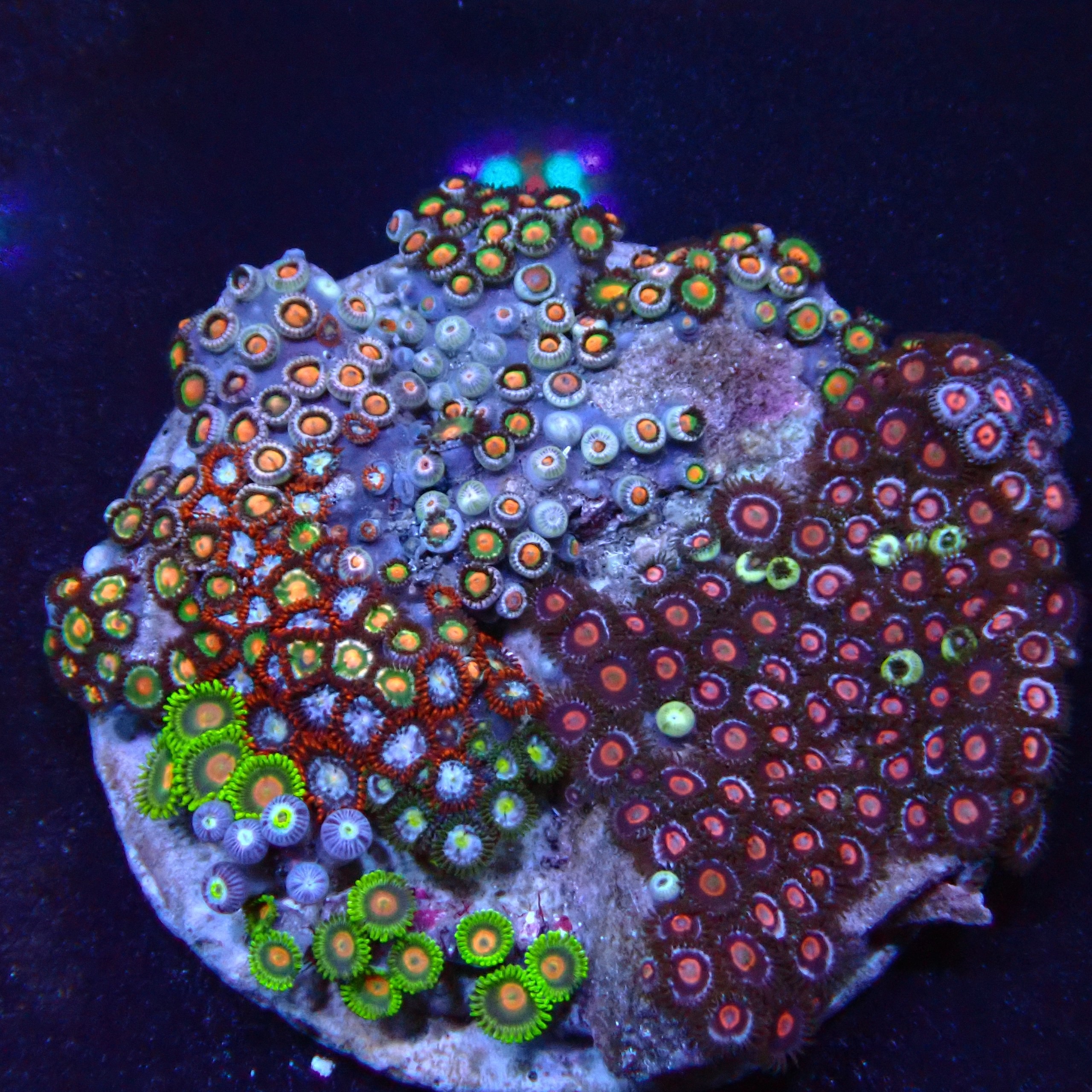 Zoanthus 11 WYSIWYG