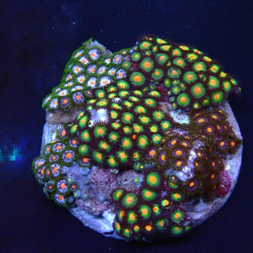 Zoanthus 12 WYSIWYG