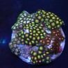 Zoanthus 12 WYSIWYG