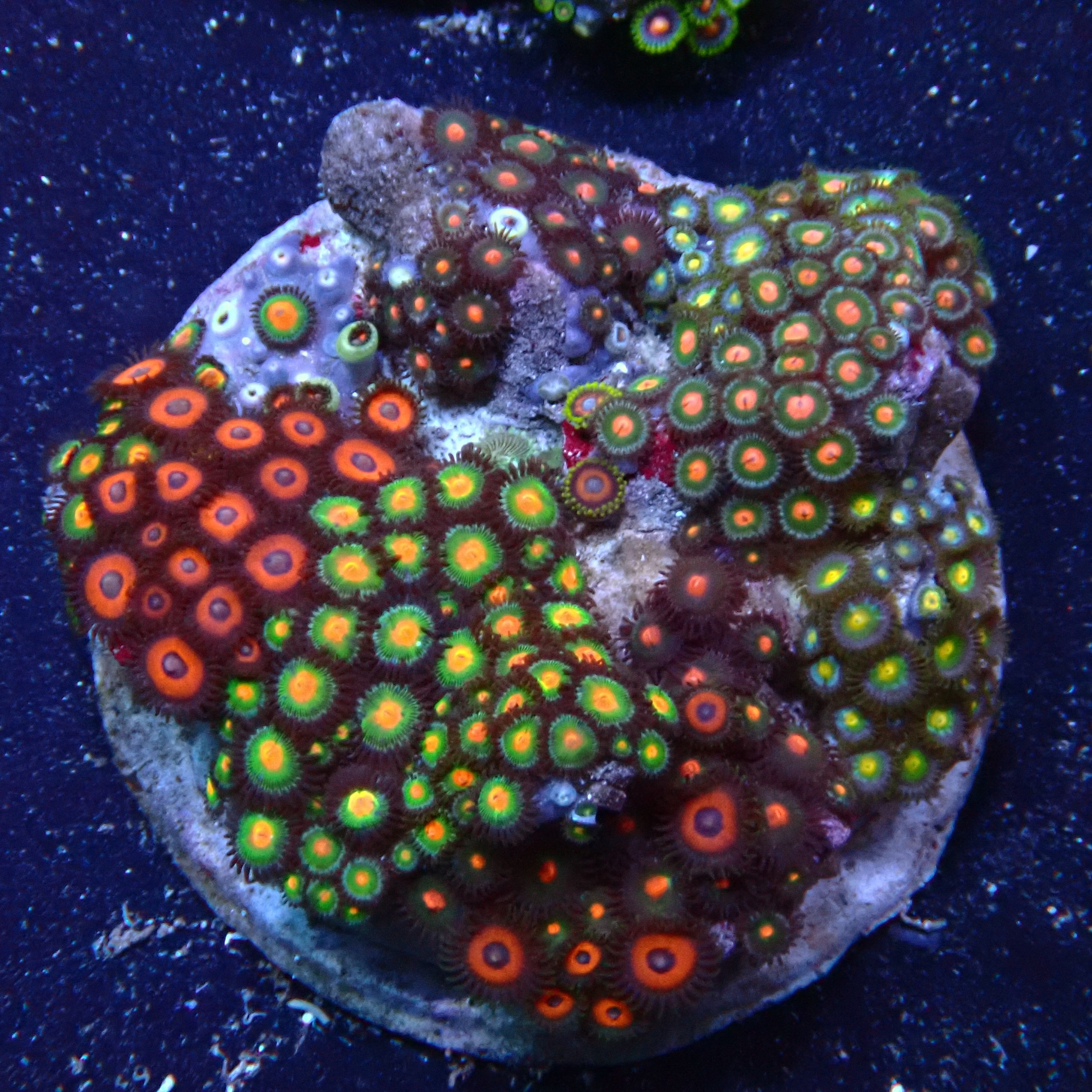 Zoanthus 13 WYSIWYG