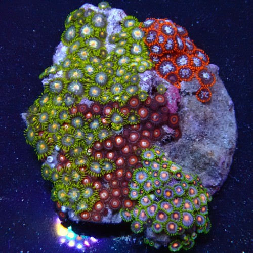 Zoanthus 14 WYSIWYG