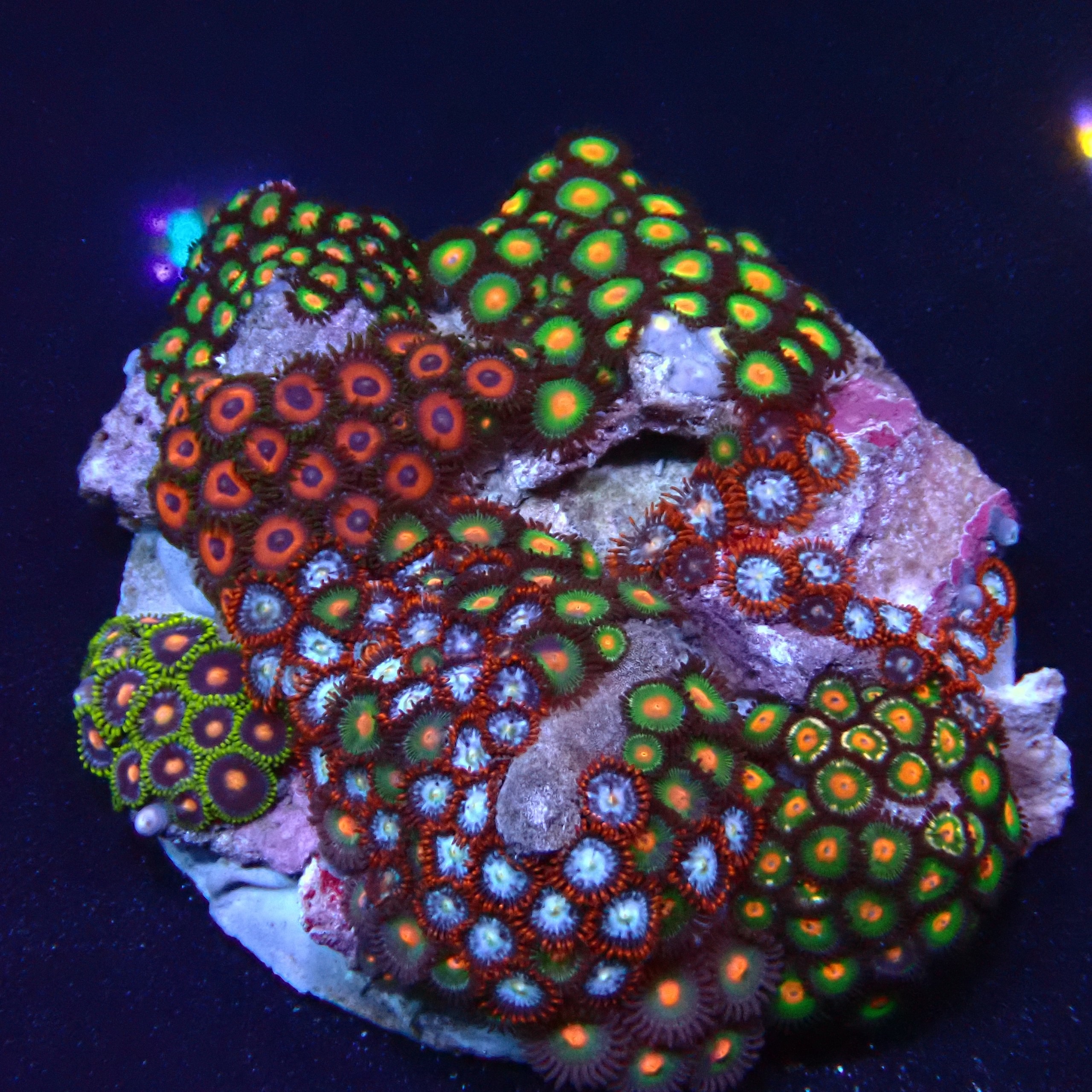 Zoanthus 15 WYSIWYG