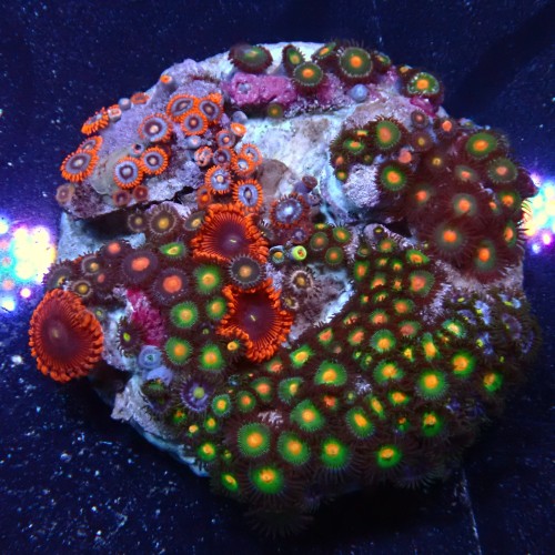 Zoanthus 16 WYSIWYG