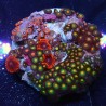 Zoanthus 16 WYSIWYG