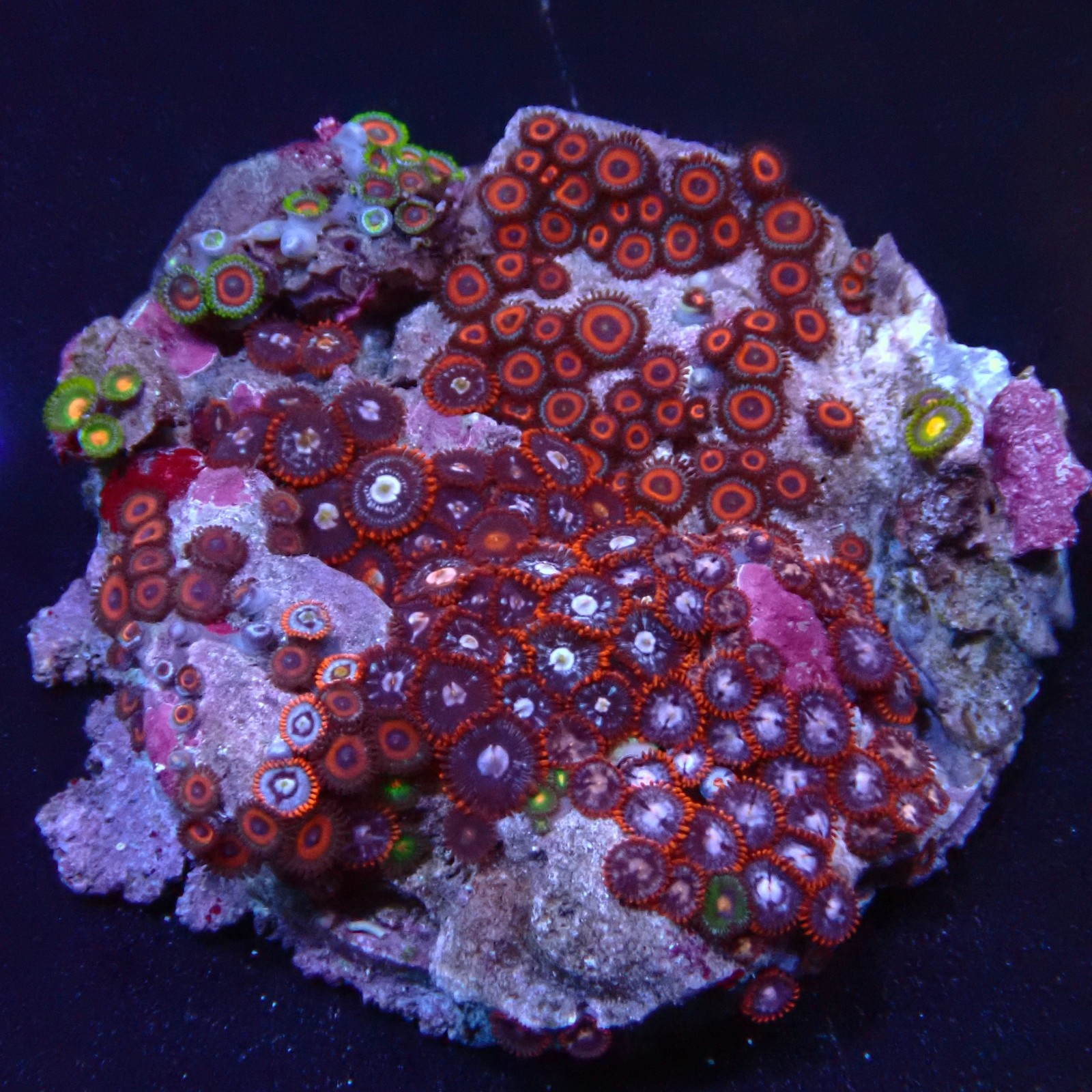 Zoanthus 18 WYSIWYG