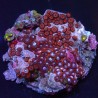 Zoanthus 18 WYSIWYG