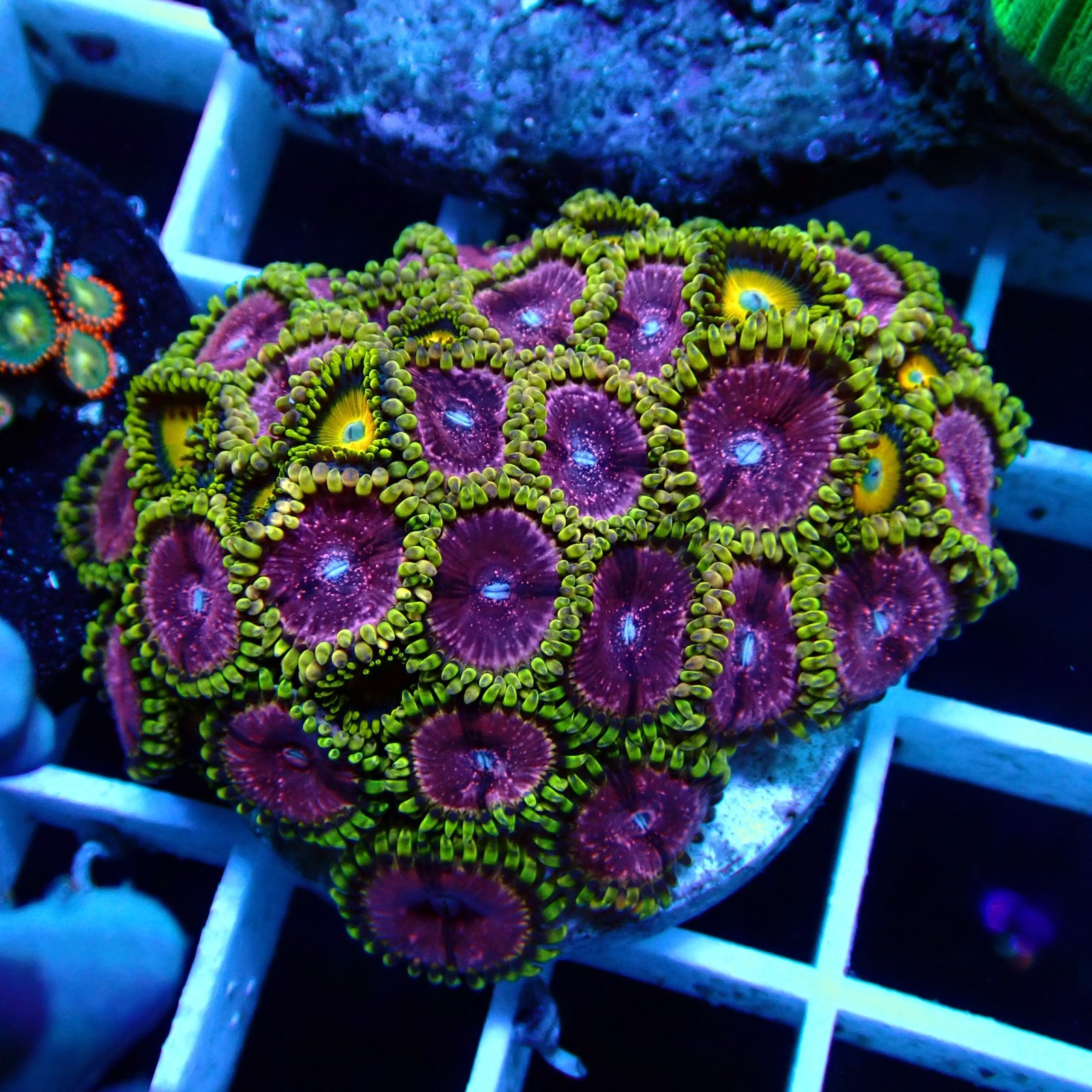 Zoanthus WYSIWYG