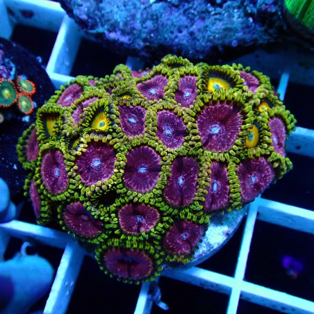 Zoanthus WYSIWYG