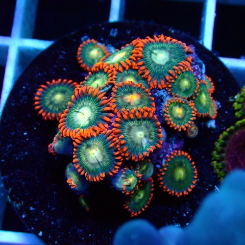 Zoanthus WYSIWYG