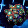 Zoanthus WYSIWYG