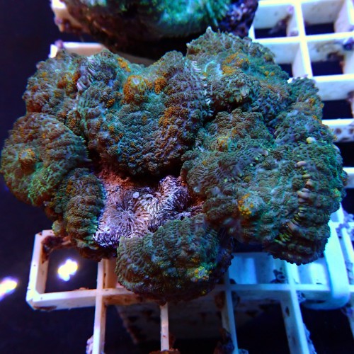 Discosoma WYSIWYG