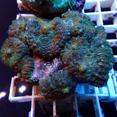Discosoma WYSIWYG