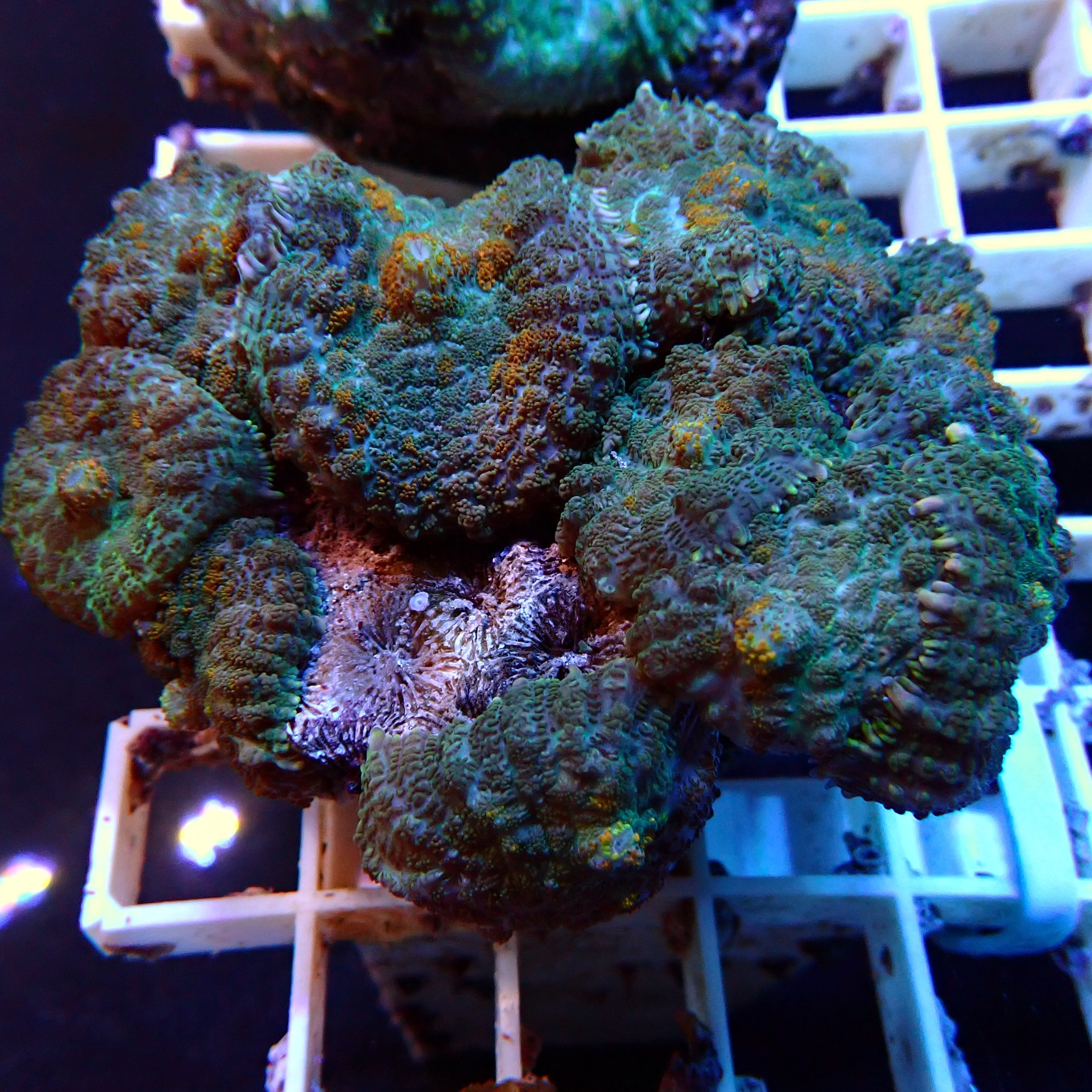 Discosoma WYSIWYG