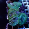 Discosoma WYSIWYG