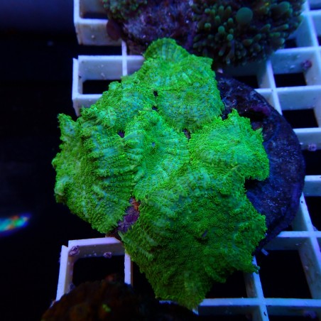 Discosoma WYSIWYG