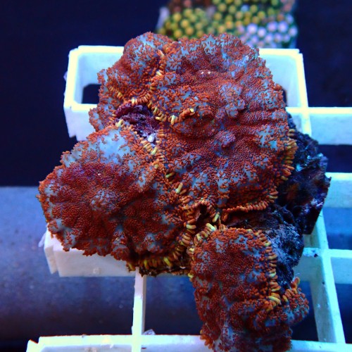 Discosoma WYSIWYG