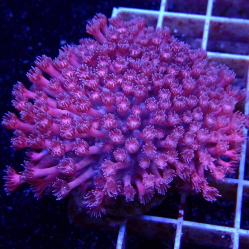 Goniopora WYSIWYG