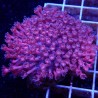 Goniopora WYSIWYG