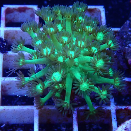 Goniopora WYSIWYG
